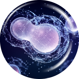 splitting cells representing improved oxygen and nutrient supply from liencell treatment
