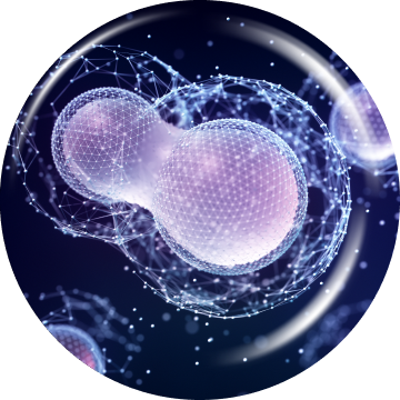 splitting cells representing improved oxygen and nutrient supply from liencell treatment