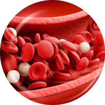blood cells representing stem cell growth factors treating damaged areas