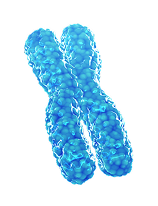 blue cell shape representing exosomes and growth factors produced during mct metacell treatment
