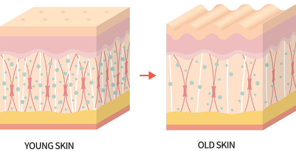 diagram showing decrease of collagen and elastin in aging skin